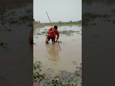 How big is the fish?