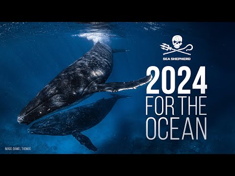 2024: A Massive Year for the Ocean | Sea Shepherd Australia