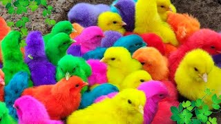 Tangkap Ayam Lucu, ayam warna warni, ayam rainbow, kelinci lucu, bebek lucu, ikan koi, Hewan Lucu