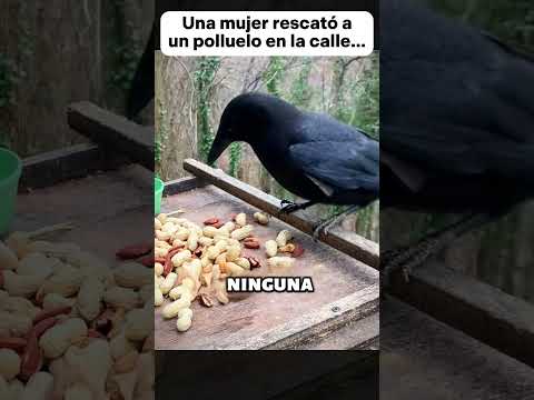 Una mujer rescató a un polluelo en la calle… #animal #resgatedeanimais