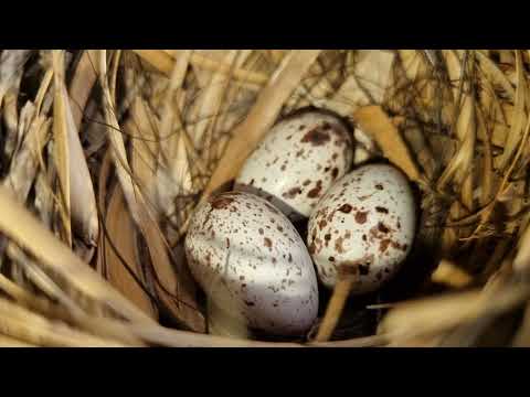 Ninho de Sanhaçu cinzento bem escondido na vegetação !!!