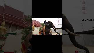 SPEED FALLS FROM TOP OF THE ELEPHANT #ishowspeed  #speed #funny #speedfunnymoments