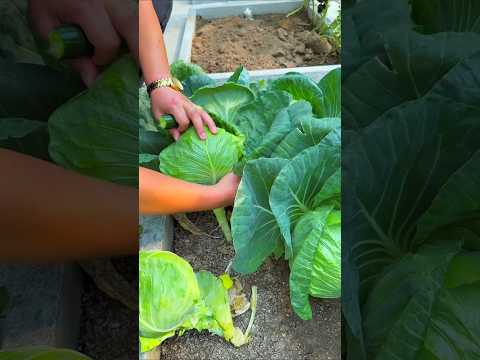 unbelievable vegetable garden at home #shortvideo