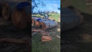 eucalipto açû