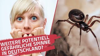 Neue giftige Spinne in Deutschland | Die falsche Witwe | Amputationen möglich! | Ist sie gefährlich?
