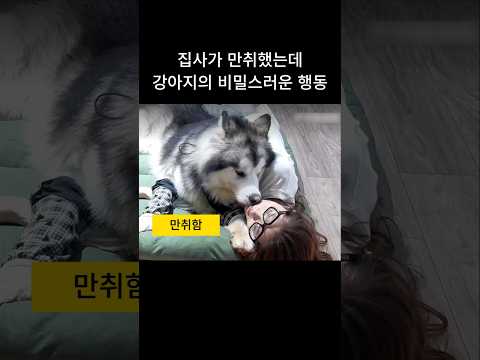 집사가 만취했는데, 강아지의 비밀스러운 행동