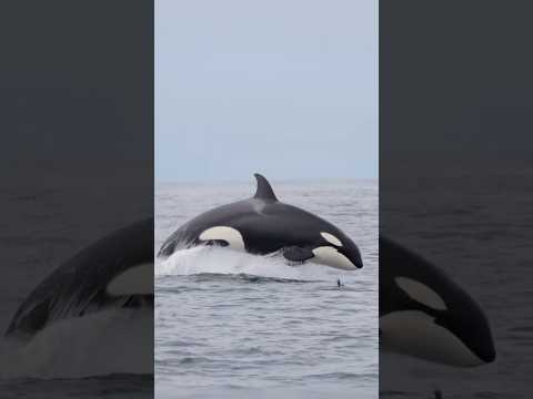What’s your favourite animal? This is one of my top favourites for sure 💙 #orca #whale #ocean #wild