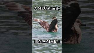 South Polar Skua: A MEGA rarity in New Mexico!