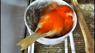 Redfactor Canary Breeding Season 2026 (,video 3)