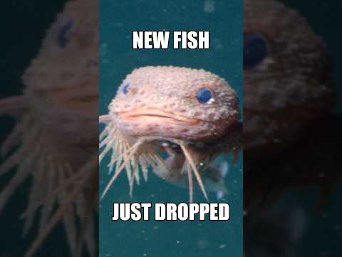 Scientists just discovered a NEW FISH