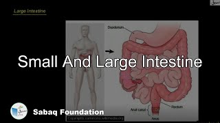 Small And Large Intestine