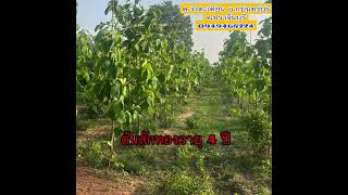 ขายที่ดินไร่สักทอง7ไร่ 67ตรว.สนใจสอบรายละเอียดเพิ่มเติม/เข้าชมที่ดินโทร094 9468224 คุณก้อย