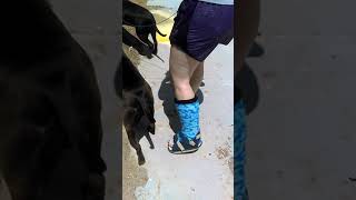 walking the dogs while in my leg cast