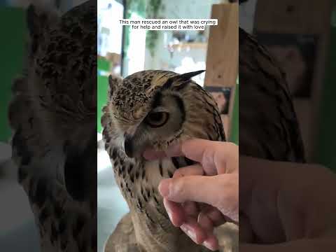 Rescue an owl on a balcony that is calling for help #animalshorts #shortvideo #animalrescue