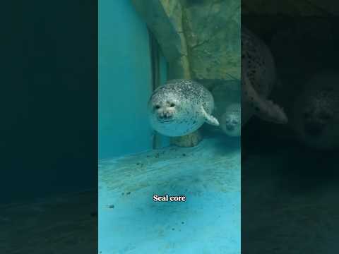 Seal Core 🦭 #seal #cute #sealife #fyp #pets