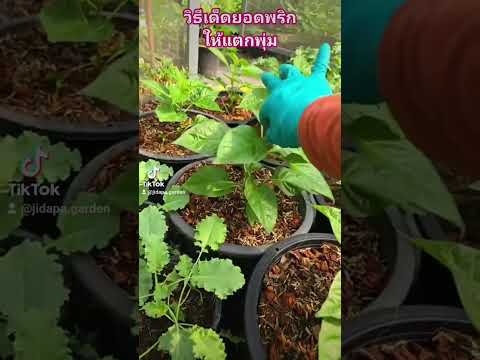 jidapagardengardenปลูกผักกินเองในกระถาง