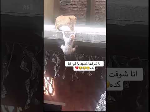 سيمبا الحقيقى 🥹