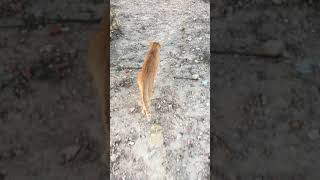 Gassi gehen mit den Katzen