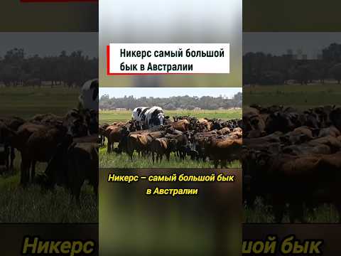 Самый большой бык в Австралии #shorts #бык #животные