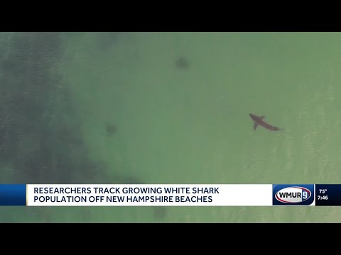 YouTube video thumbnail: Researchers Track Growing White Shark Population off New Hampshire Beaches