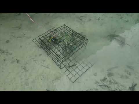 Amazing Crab fish trap,A lot of crabs come into the trap