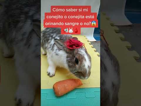 cómo saber si mi conejito está orinando sangre
