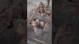 Кавказский фазан жужалари