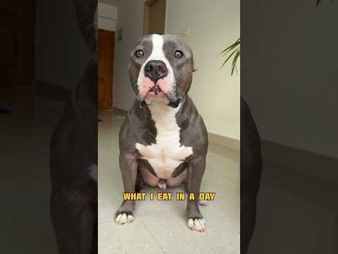 പിള്ളേരുടെ ഒരു What i eat in a Day കണ്ടാലോ? #shortvideo #youtubeshorts #americanbully #beagle