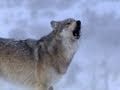 Yellowstone National Park Trivia