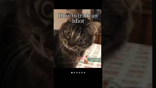 u are idiot? 🤔 #cat #trick