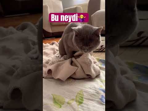 Tövbeler olsun bizim kedi battaniye ile…🙊🙈#reels #cat #ytshorts #keşfet #shorts #viral #akım