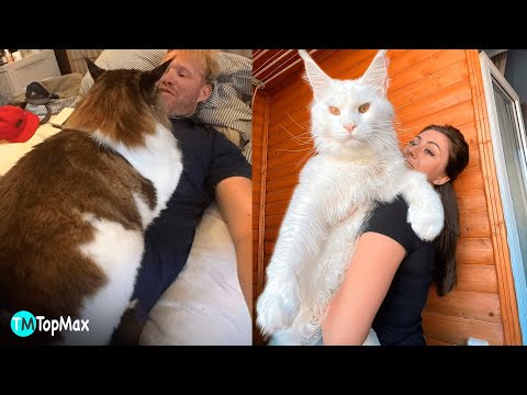 LOS GATOS MAINE COON MÁS GRANDES DEL MUNDO