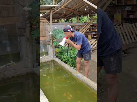 CARA MEMANGGIL IKAN BIAR PADA KUMPUL.