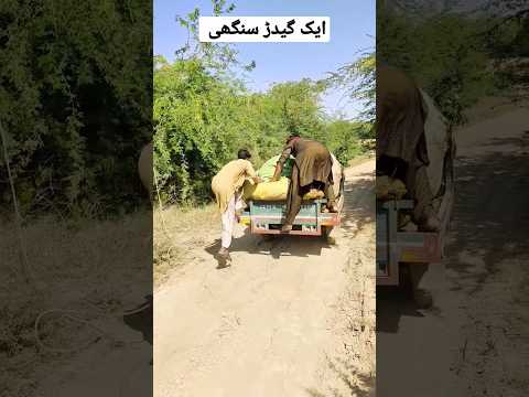 گیدڑ سنگھی کا حملا کھیتوں میں #short #magic #farming #ytshorts