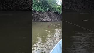 #pesca #pescaria #pantanal #fishing #riomiranda
