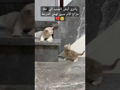 ياترى أيش السبب؟ اكتبو في التعليقات الاسباب الي تخلي مزاج قطك سيئ#cat #اكسبلور