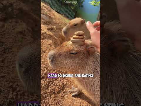 fascinating animal facts that will shock you!
