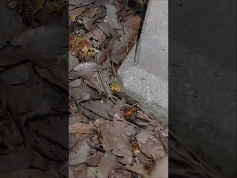 Japanese honeybees attempt to use Hot Defensive Bee Ball to defeat a Giant Hornet