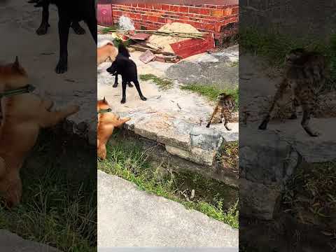 A cat bravely fought off three dogs😮#cat #dog