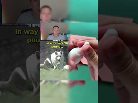 Update On Dire Wolves Brought Back From Extinction!