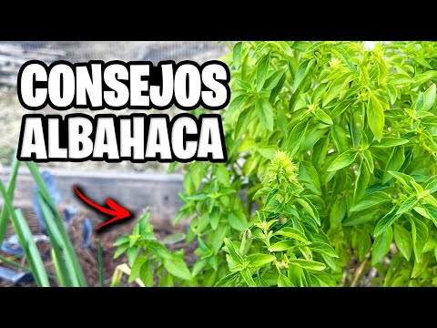 7 CONSEJOS para Cultivar ALBAHACA!! 🌱 ¡Secretos, Poda, Riego y Más! | La Huerta de Ivan