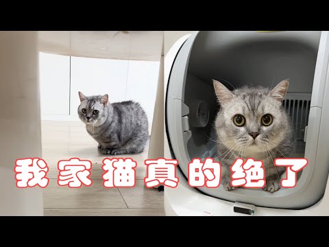 我家猫最后的反应绝了