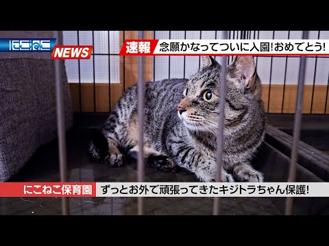 【にこねこ速報】待たせてごめんね...！過酷なお外でよく頑張ったね！