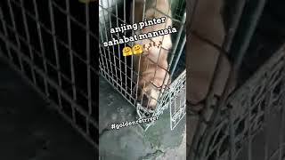 seminggu lebih dari pacak,ada masukan?koment yaa🙏 #goldenretriever#anjing #dog
