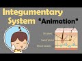 Exploring the Integumentary System: Skin, Hair, and Nails