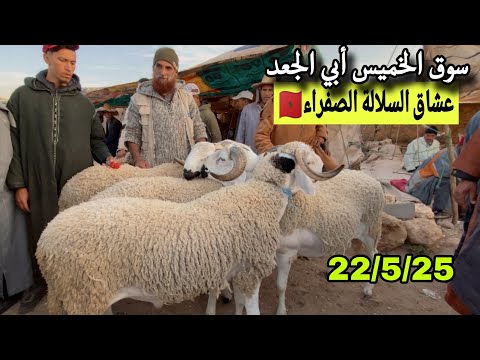 مباشرة من سوق الخميس أبي الجعد إقليم خربيكة 22/5/25 مع تمن الحولي و حولية و النعجة 🐑🐑🇲🇦