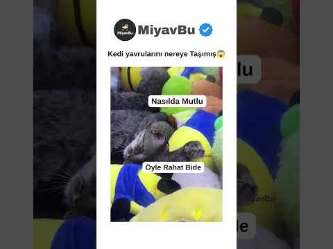 Kedi yavrularını nereye Taşımış 😱