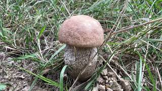 Viele Pilze Amfamg  September 2026 trotz Trockenheit