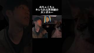 100円娯楽にめちゃくちゃキレられるカンガルー