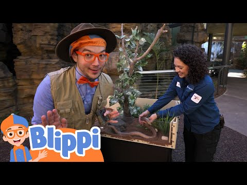 Blippi Fun at Another Zoo (San Diego) | Blippi Animal Videos For Kids | Toddler Learning Cartoons